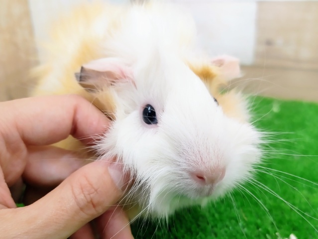 アビシニアンモルモット