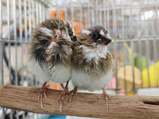 十姉妹（ジュウシマツ）