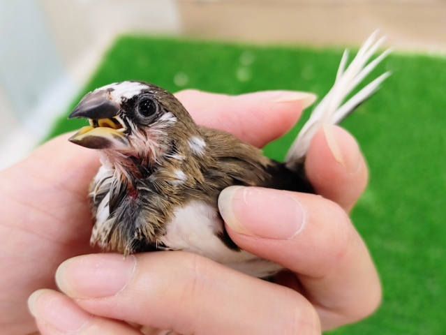 十姉妹（ジュウシマツ）