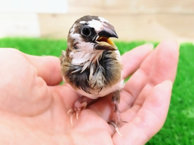 十姉妹（ジュウシマツ）