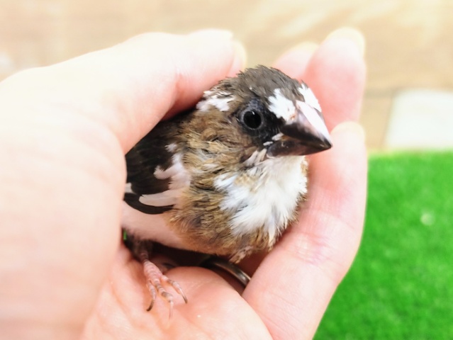 十姉妹（ジュウシマツ）