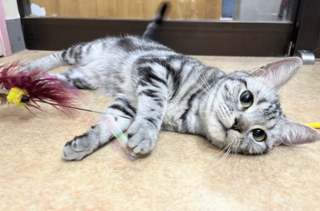 アメリカンショートヘア