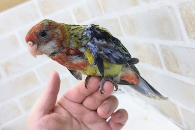 ナナクサインコ（七草インコ）