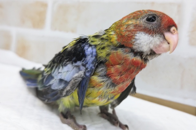 ナナクサインコ（七草インコ）