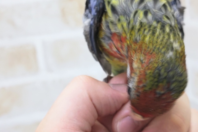 ナナクサインコ（七草インコ）