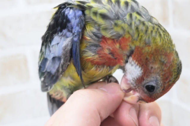 ナナクサインコ（七草インコ）