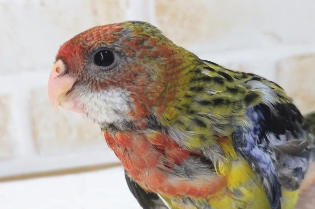 ナナクサインコ（七草インコ）