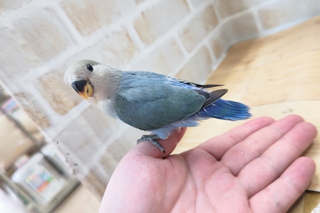 コザクラインコ（小桜インコ）