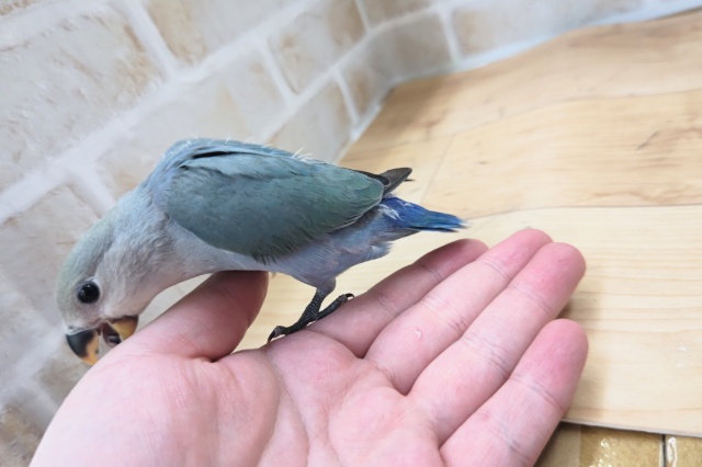 コザクラインコ（小桜インコ）