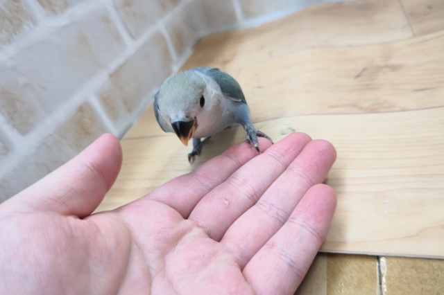 コザクラインコ（小桜インコ）
