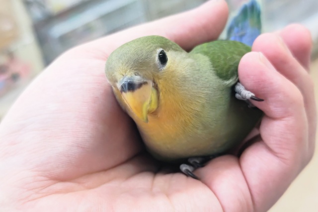 コザクラインコ（小桜インコ）