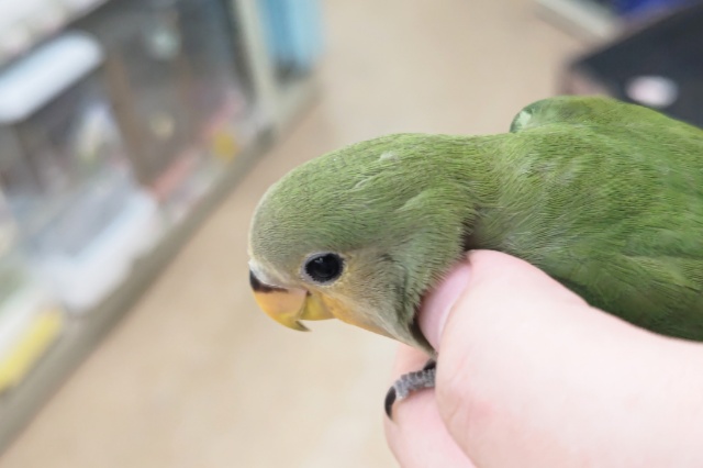 コザクラインコ（小桜インコ）