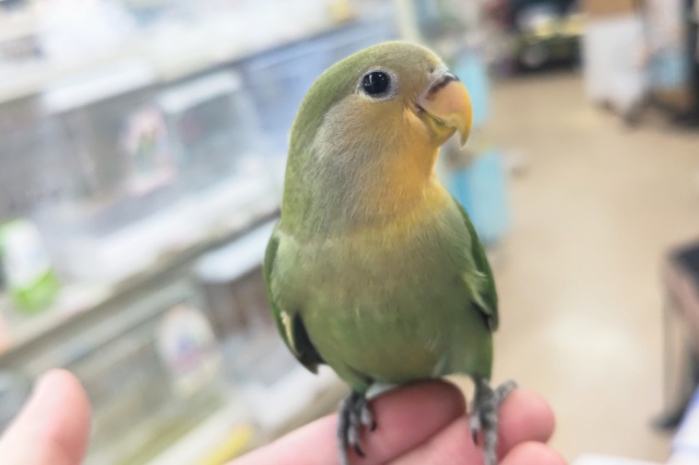 コザクラインコ（小桜インコ）