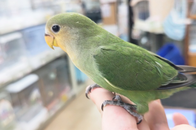 コザクラインコ（小桜インコ）
