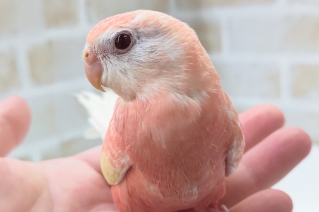 アキクサインコ（秋草インコ）