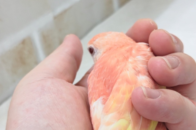 アキクサインコ（秋草インコ）