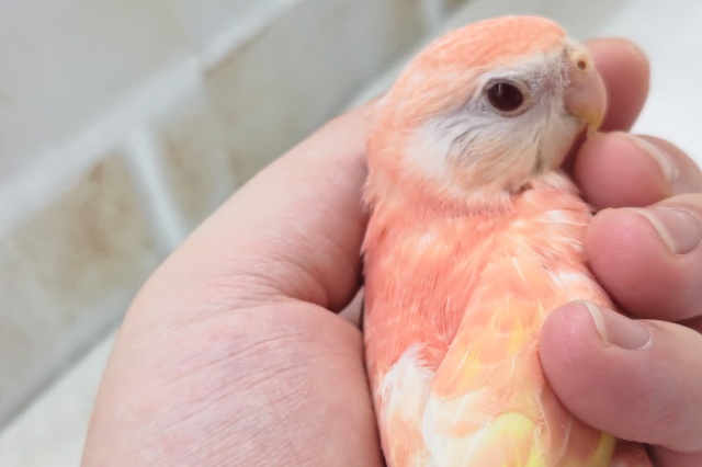 アキクサインコ（秋草インコ）