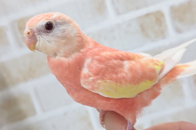 アキクサインコ（秋草インコ）