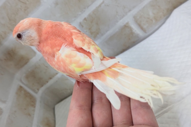 アキクサインコ（秋草インコ）