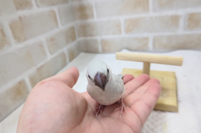 シルバー文鳥