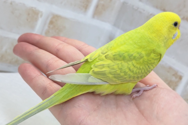 セキセイインコ