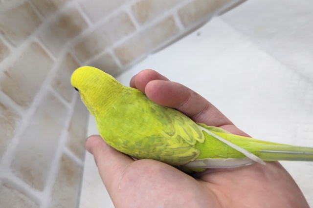 セキセイインコ