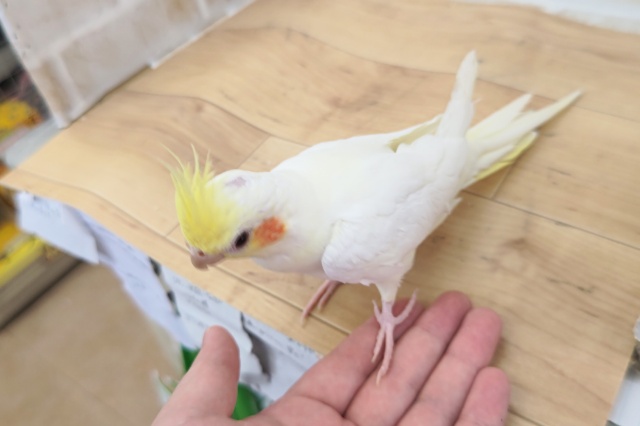 オカメインコ