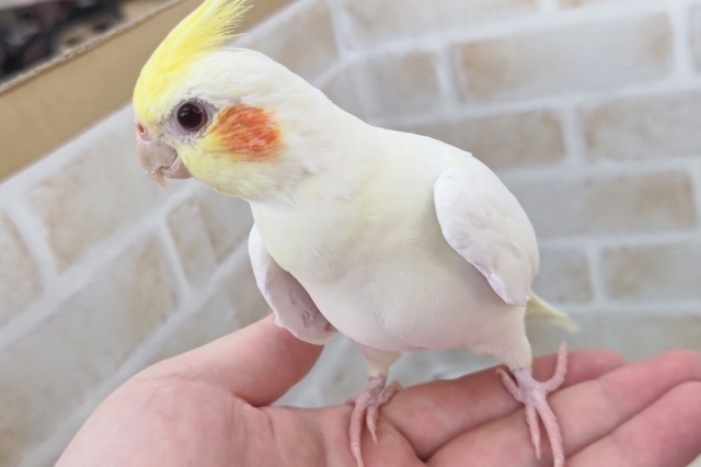 オカメインコ