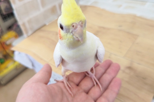 オカメインコ