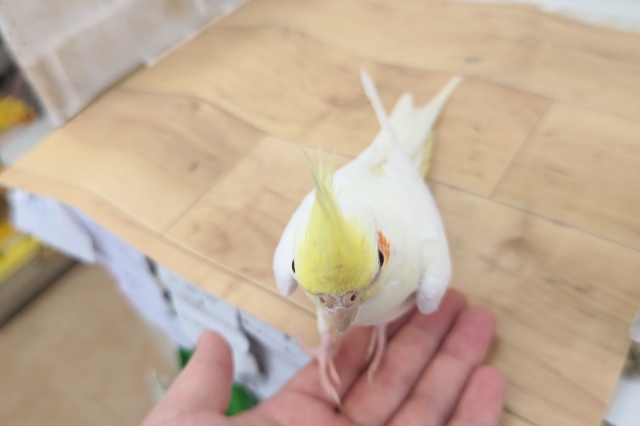 オカメインコ