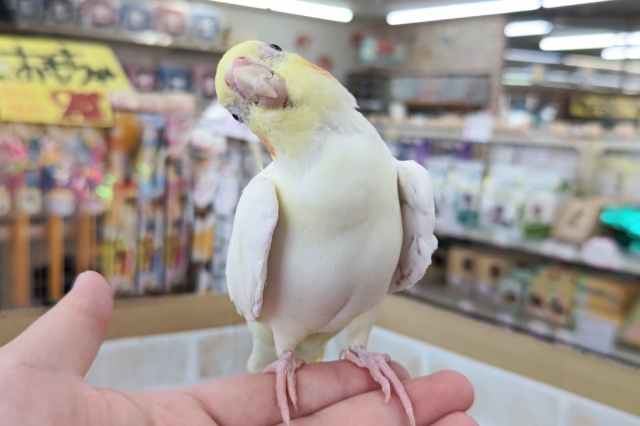 オカメインコ