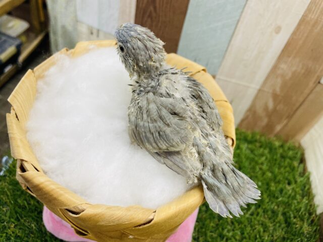 サザナミインコ