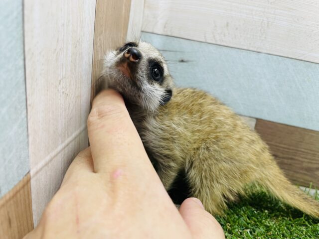 ミーアキャット