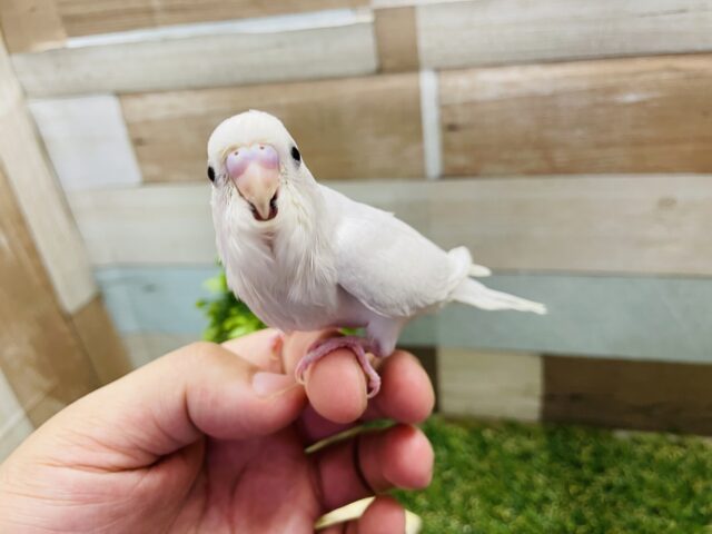 セキセイインコ