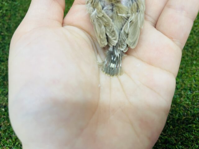 錦花鳥（キンカチョウ）