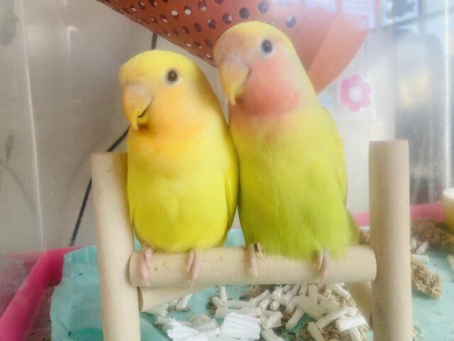 コザクラインコ（小桜インコ）