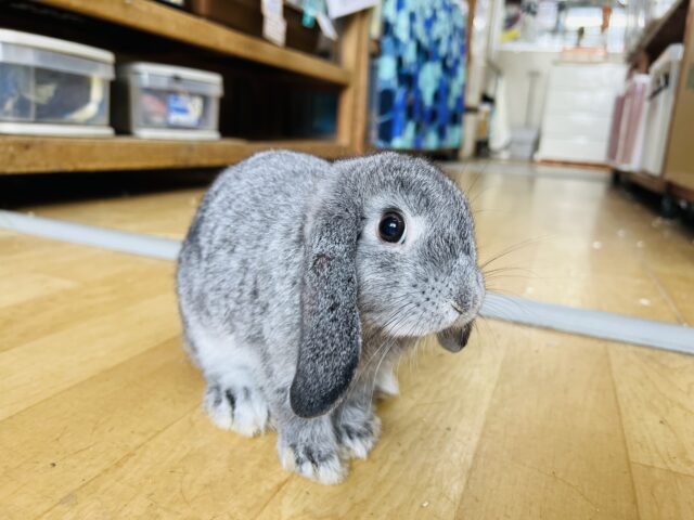 ロップイヤーラビット