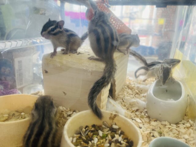 シマリス（ノーマル）