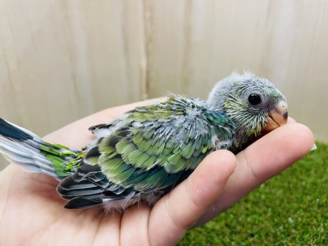 最新画像になりますよ‼️✨気高く綺麗に✨ ビセイインコ オパーリン ビセイインコ(美声インコ)