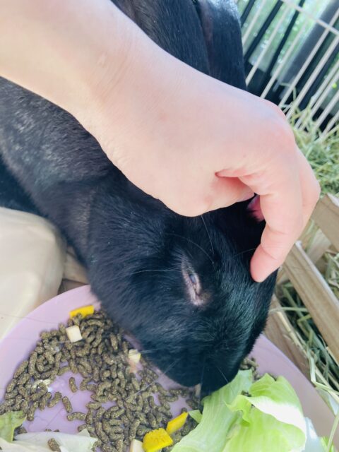 フレミッシュジャイアント