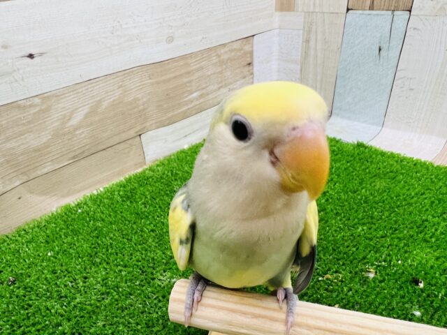 コザクラインコ（小桜インコ）