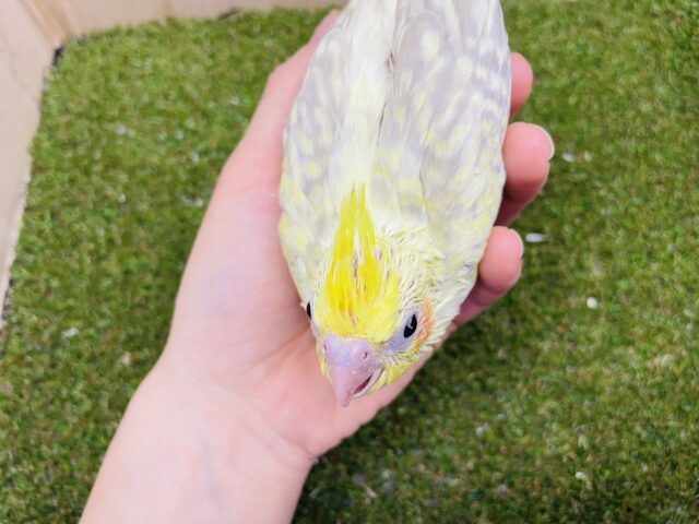 オカメインコ