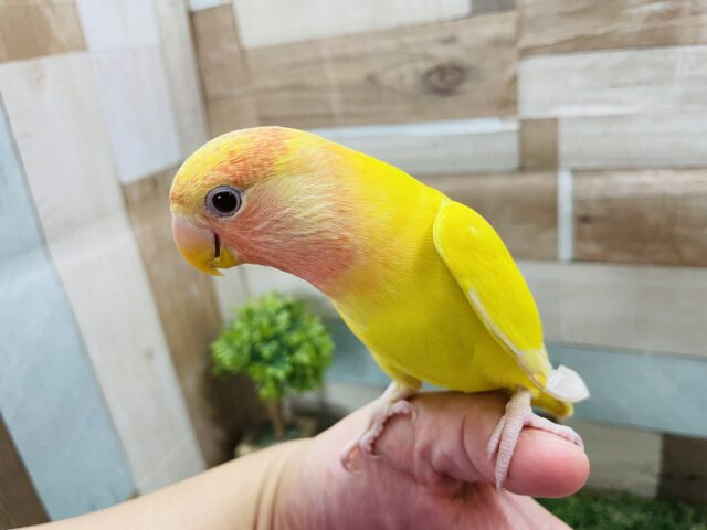 コザクラインコ（小桜インコ）