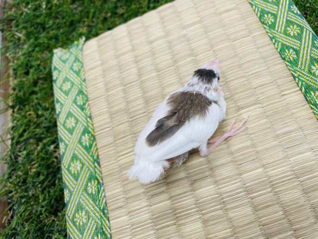 十姉妹（ジュウシマツ）