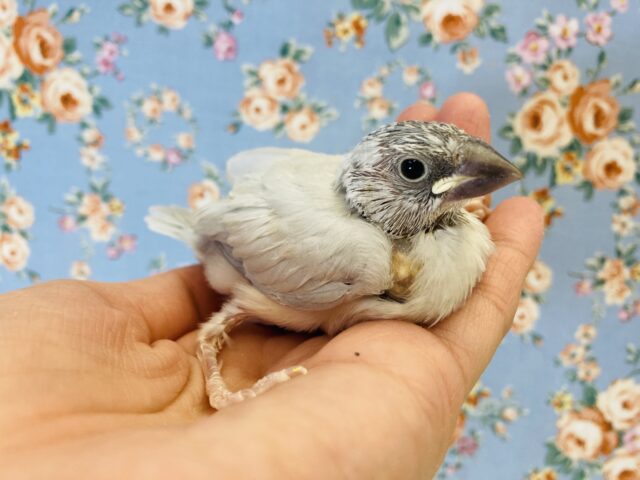 シルバー文鳥