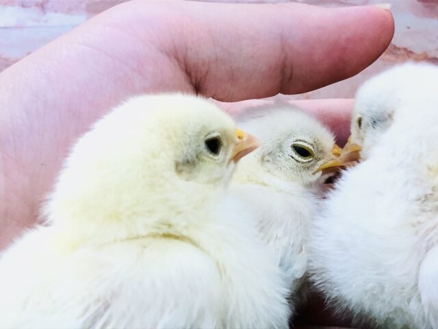 桂チャボ（カツラチャボ）