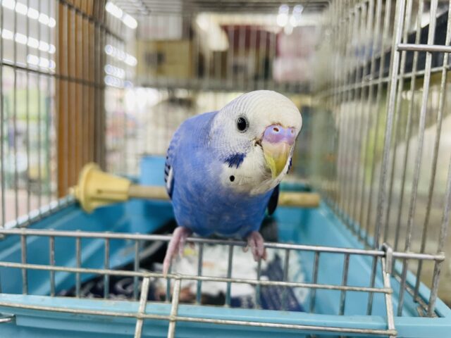 セキセイインコ