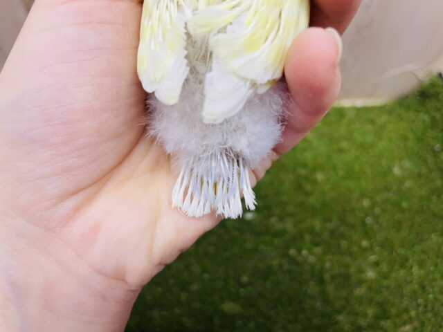 コザクラインコ（小桜インコ）