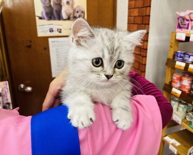 フォールデックス