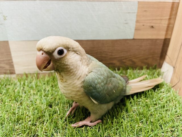 ホオミドリウロコインコ